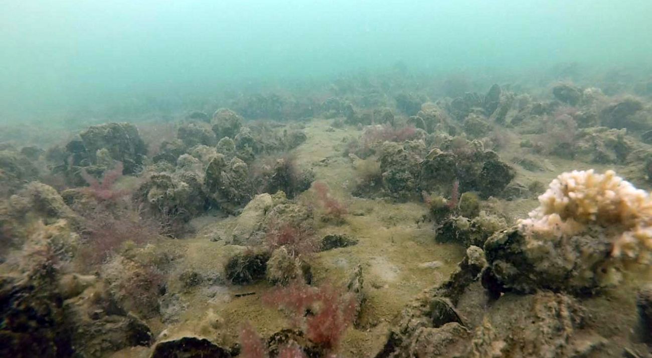 Underwater view of a restored oyster reef in Maryland.