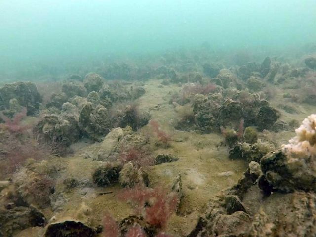 Underwater photo of a restored oyster reef. Large clumps of oysters are scattered across the sandy bay bottom.