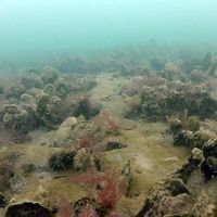 Underwater view of restored oyster reef at Harris Creek.