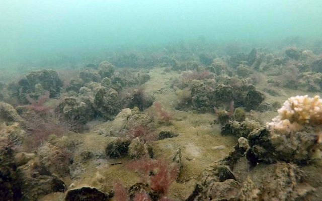Underwater photo of a restored oyster reef. Large clumps of oysters are scattered across the sandy bay bottom.