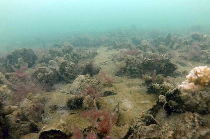 Harris Creek Oyster Reef