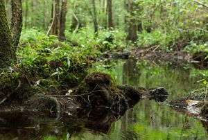 Pond surrounded by a green forest.