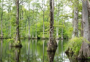 Cypress trees over the water.