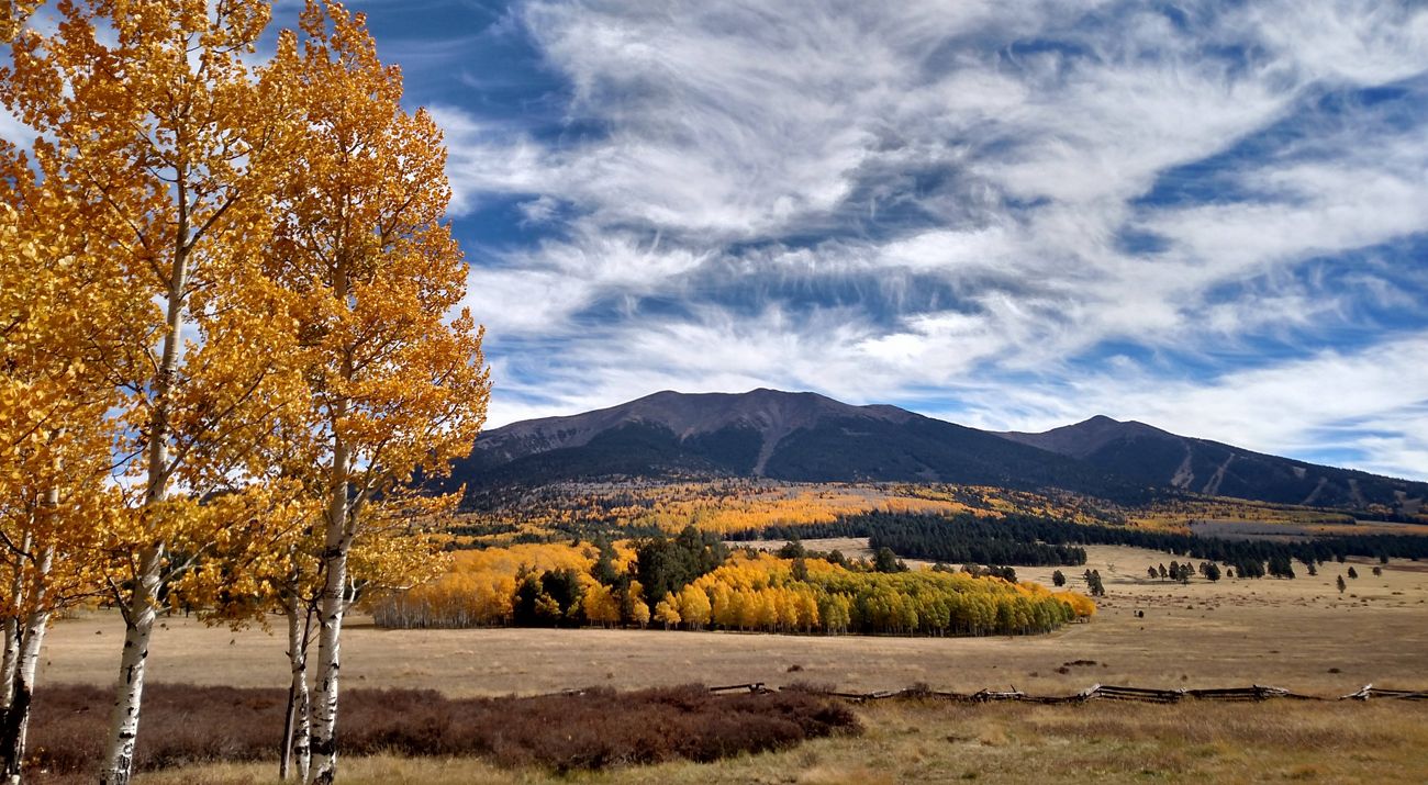Aspen trees with golden fall leaves in the foreground with mountain peaks and more fall trees in the background.