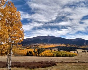 Brilliant fall colors frame trees in an expansive meadow with mountains in the background.