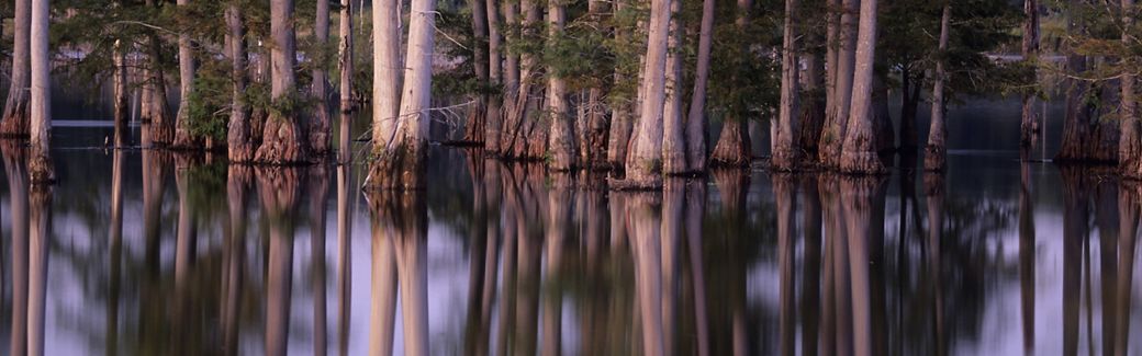 Trees in a swamp with the image of the tree trunks reflecting off the water.