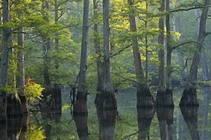 Cypress trees reflected in the water at sunrise at Swan Lake, Hatchie National Wildlife Refuge, Tennessee.