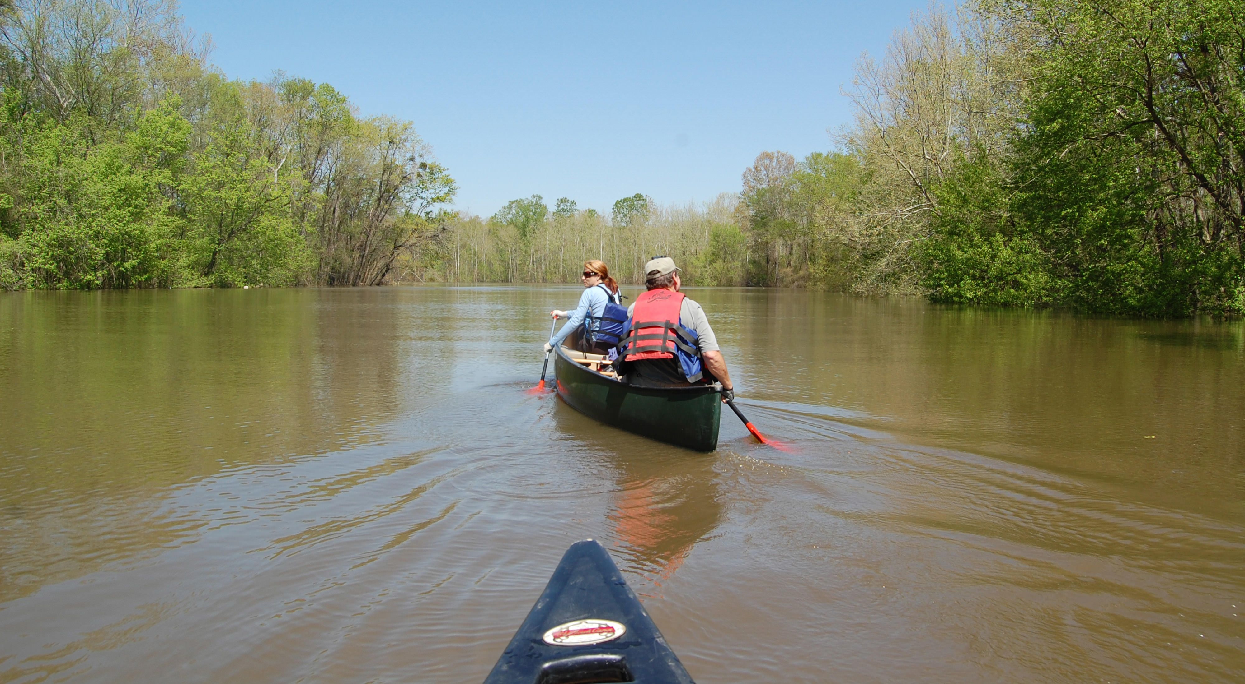 This West Tennessee river is the longest naturally meandering river left in the lower Mississippi Valley.