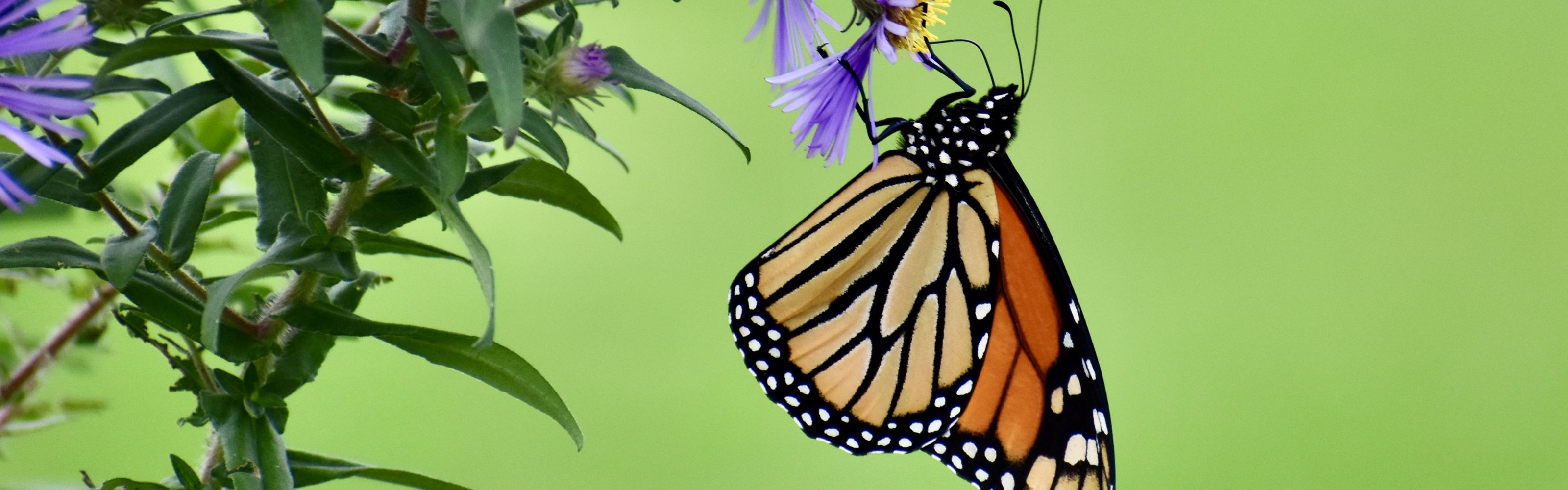 A monarch butterfly sips nectar from flowering purple plants in a pollinator garden.