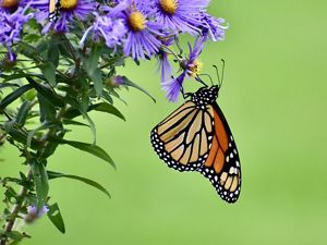 Monarch butterfly resting on a blooming flower.