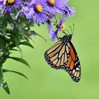 a monarch butterfly sips nectar from bright purple flowers with yellow centers