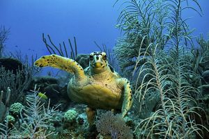 Friendly Hawksbill Turtle gives a wave to the photographer