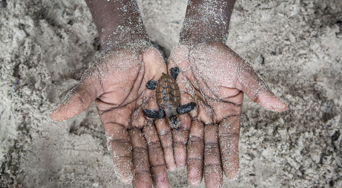 A pair of hands holding up a turtle hatchling.