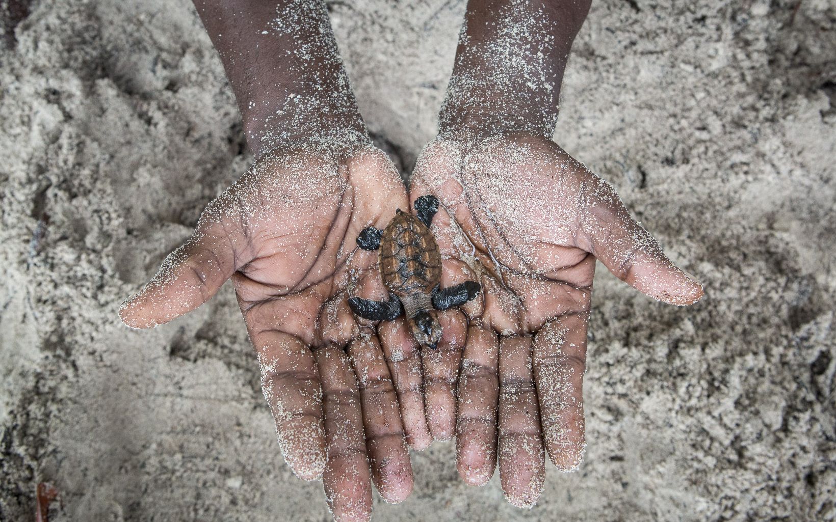 
                
                  保護海龜蛋 與當地人聯手保護海龜蛋，免受自然捕食者及非法捕獵者傷害。
                  © Tim Calver
                
              