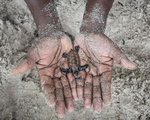 A new hatched sea turtle on a pair of hands.