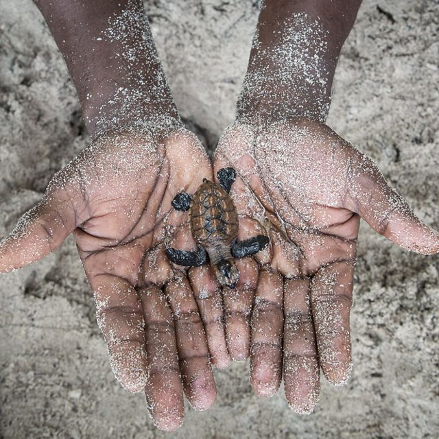 in the Arnavon Islands. Local communities here are working to protect hawksbill sea turtles.