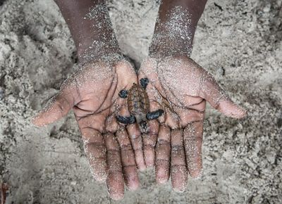 A new hatched sea turtle on a pair of hands.