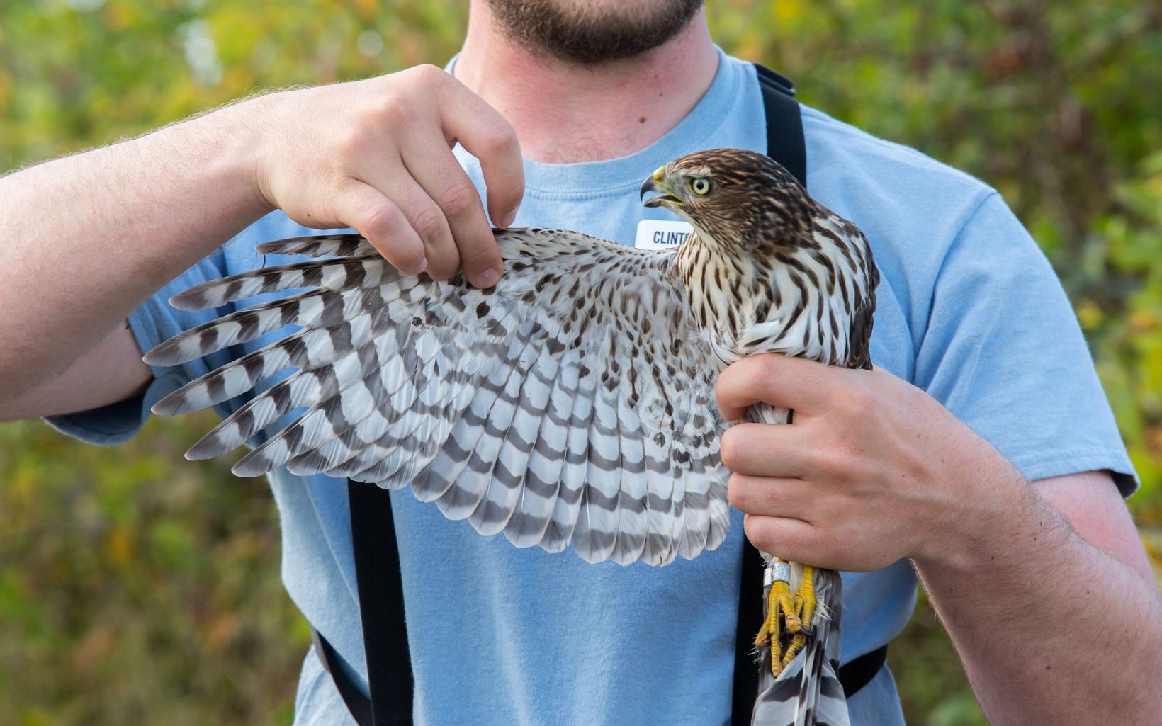 A naturalist at Hawks Ridge carefully extends the wing of a hawk during a demonstration.