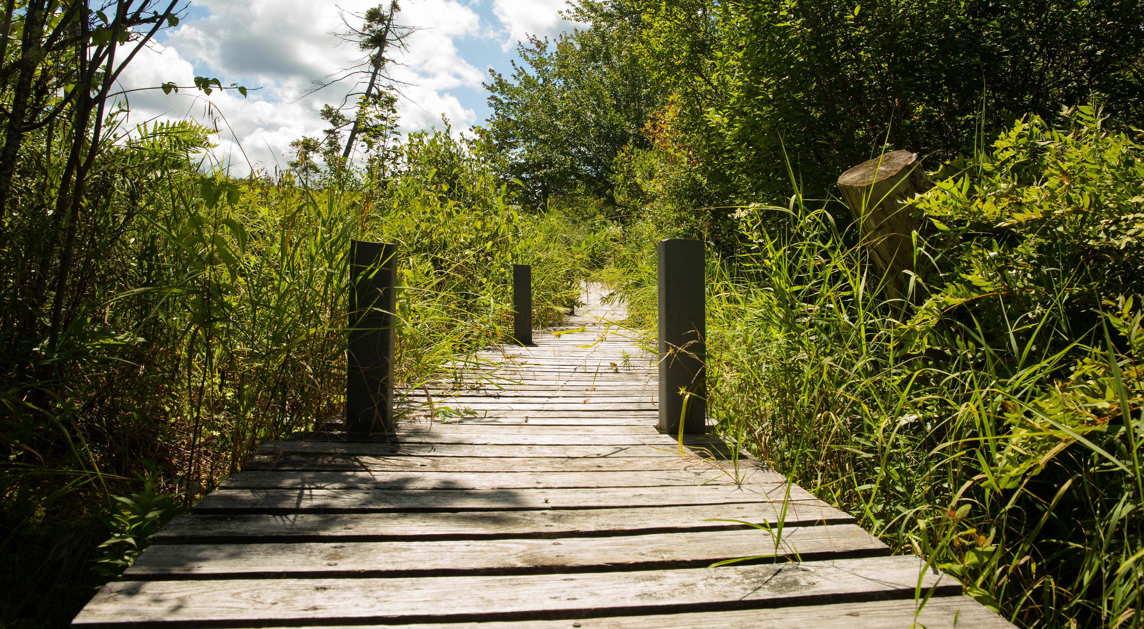 A boardwalk extends into lush, green bog and forest.