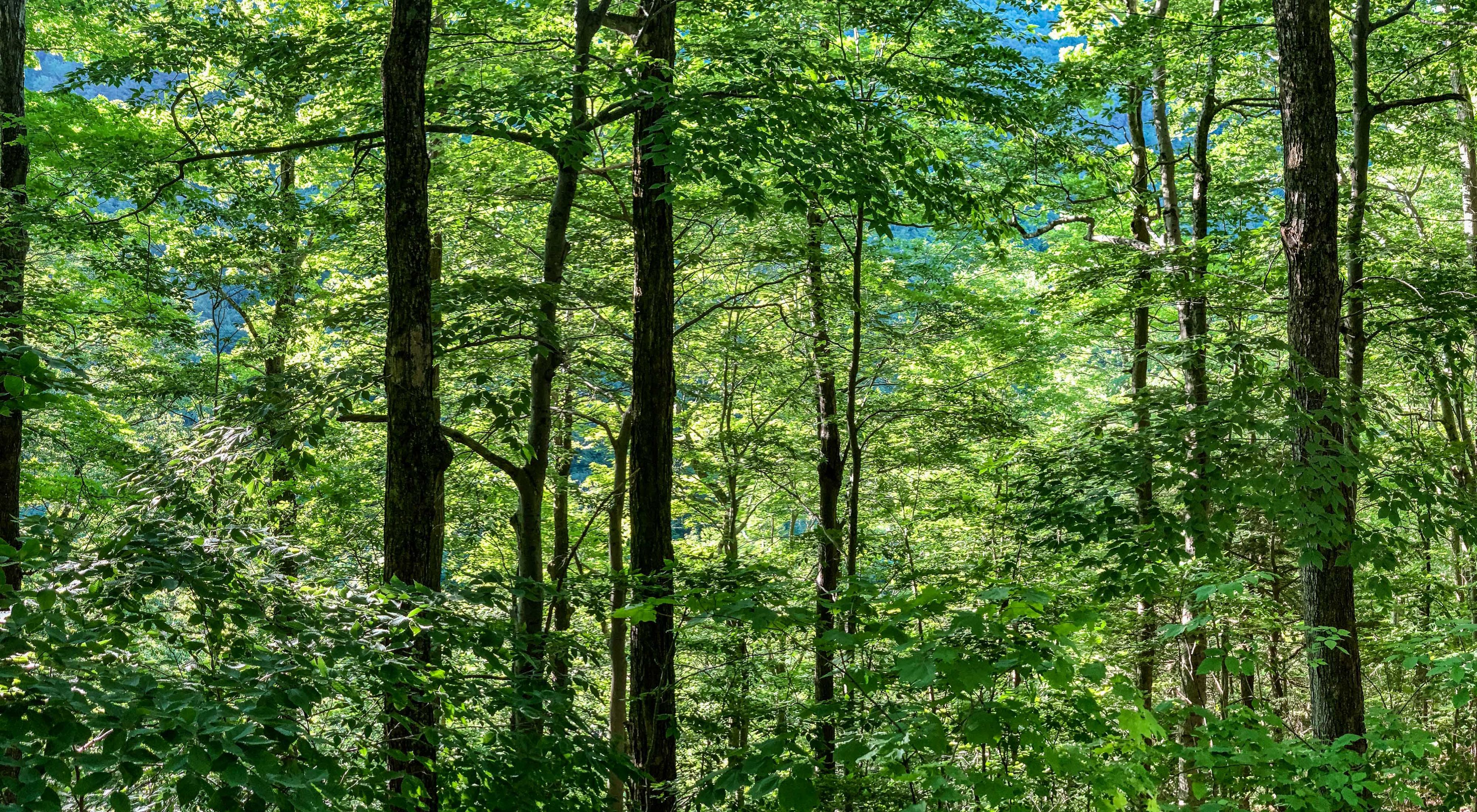 Image of a forest in Vermont