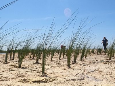 People plant long green grasses on a sandy beach.