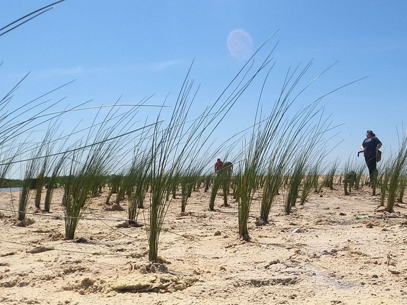 People plant long green grasses on a sandy beach.
