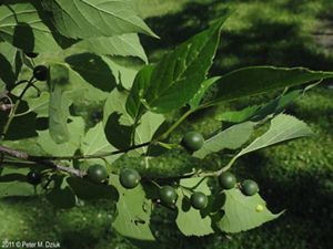 Close-up of small green hackberry fruit on a leafy tree branch.