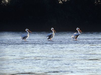Three white pelicans, all facing to the right, stand in shallow river water.