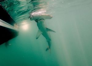 Underwater looking up at a hammerhead shark just below the surface of the ocean in greenish waters.