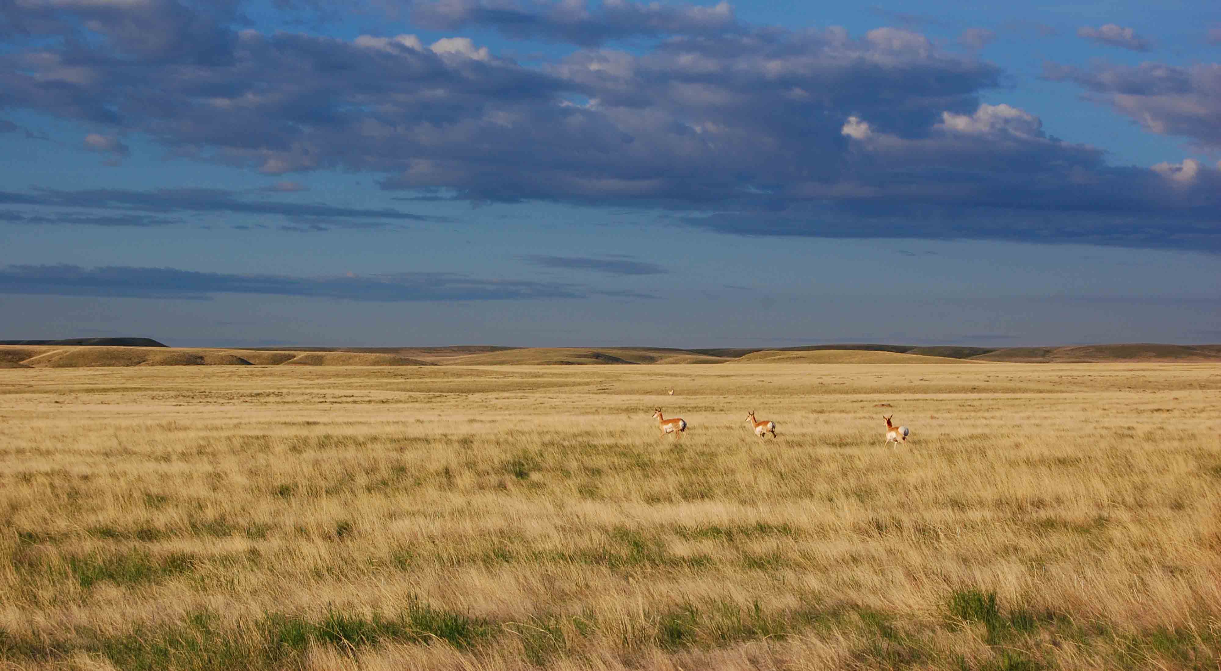 The longest pronghorn migration in North America is on the Northern Great Plains