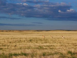 Three pronghorn running across a dry prairie with low hills in the background.