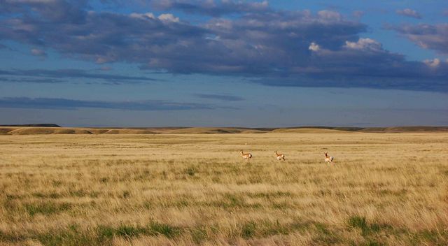 Pronghorn herd running in open field.
