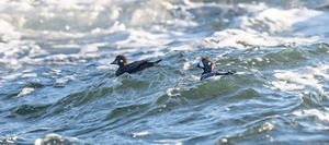 Two ducks, one brown and one slate blue with a white face and orange crest, ride the frothy surf