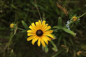 Single flat-topped wildflower with a dark brown center surrounded by a circle of golden yellow petals.