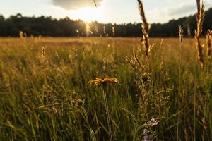 Close shot of meadow grasses and black-eyed susans growing in a field as the sun sets behind tall trees in the distance