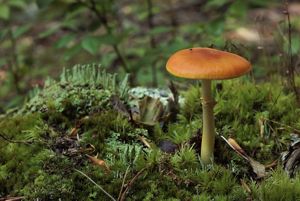 Flat-topped orange mushroom surrounded by green moss on the forest floor.