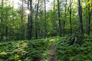 A narrow leaf covered path cuts a straight line through low green ferns disappearing into the misty horizon. Tall trees grow on either side of the path.
