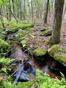 A tiny stream with deep mossy banks winds through ferns and oak trees.