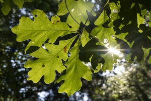 Cluster of light green leaves with rounded lobes viewed from underneath as the sun shines through.