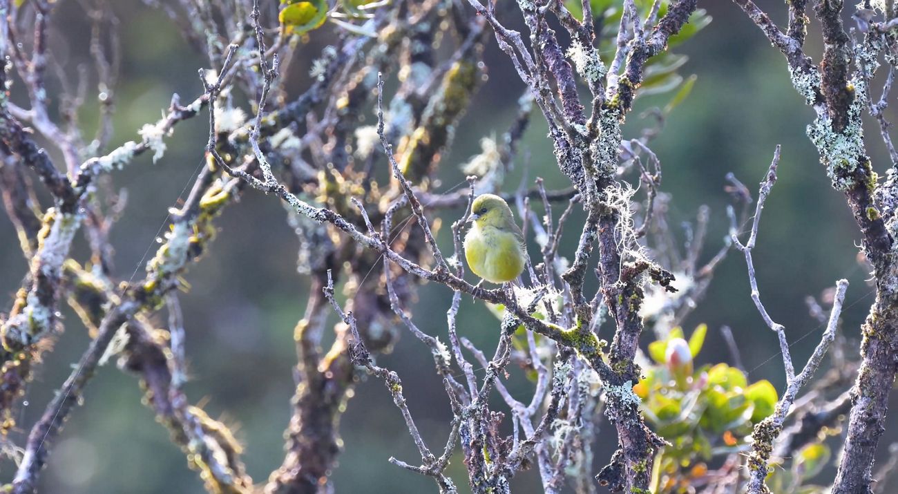 A video of a yellow bird moving on a branch, an Akeke'e a Hawaiian honeycreeper.