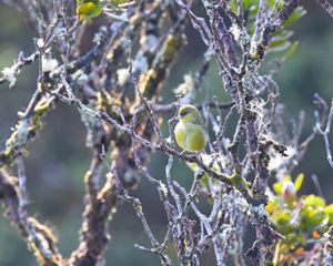 A video of a yellow bird moving on a branch, an Akeke'e a Hawaiian honeycreeper.