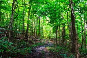 A lush green forest surrounds a nature trail.