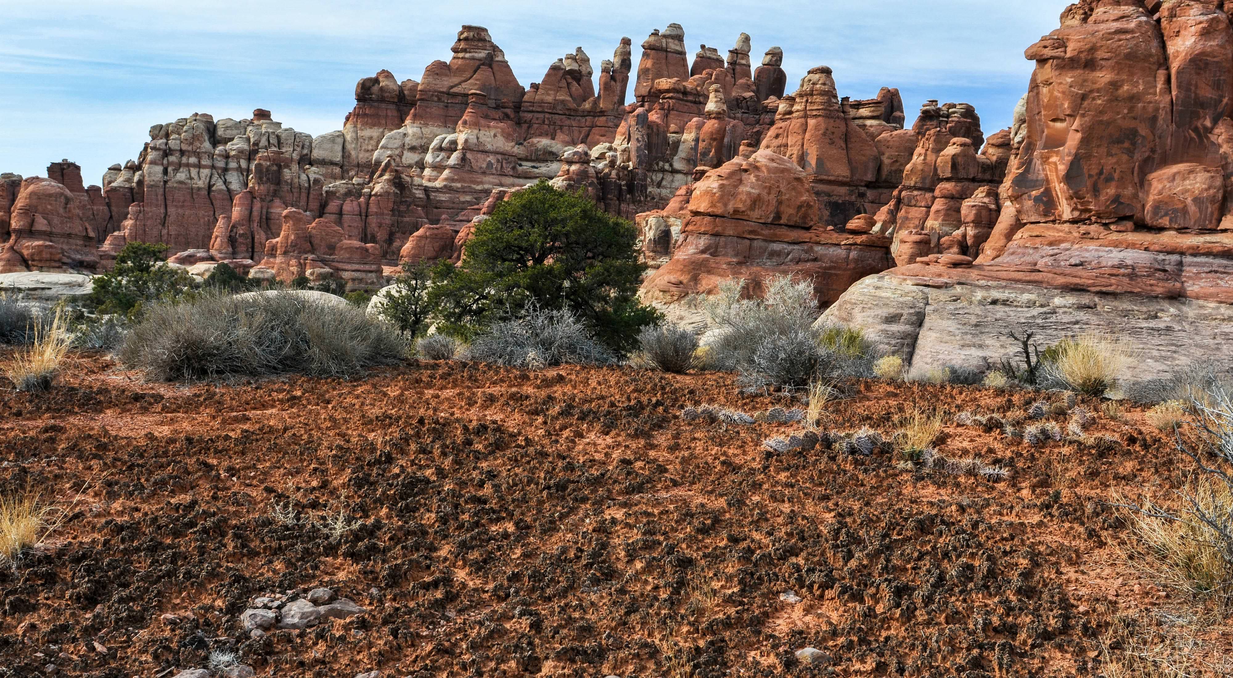 A landscape of red rock cliffs with biocrust in the foreground. The biocrust looks like a crusty reddish brown soil with scattered cactus plants.