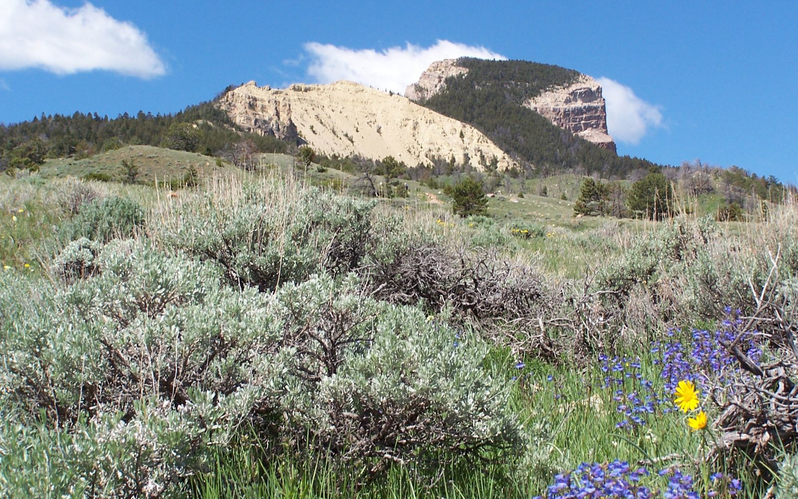 Summit of Heart Mountain sunlit with sage and blooming flowers.