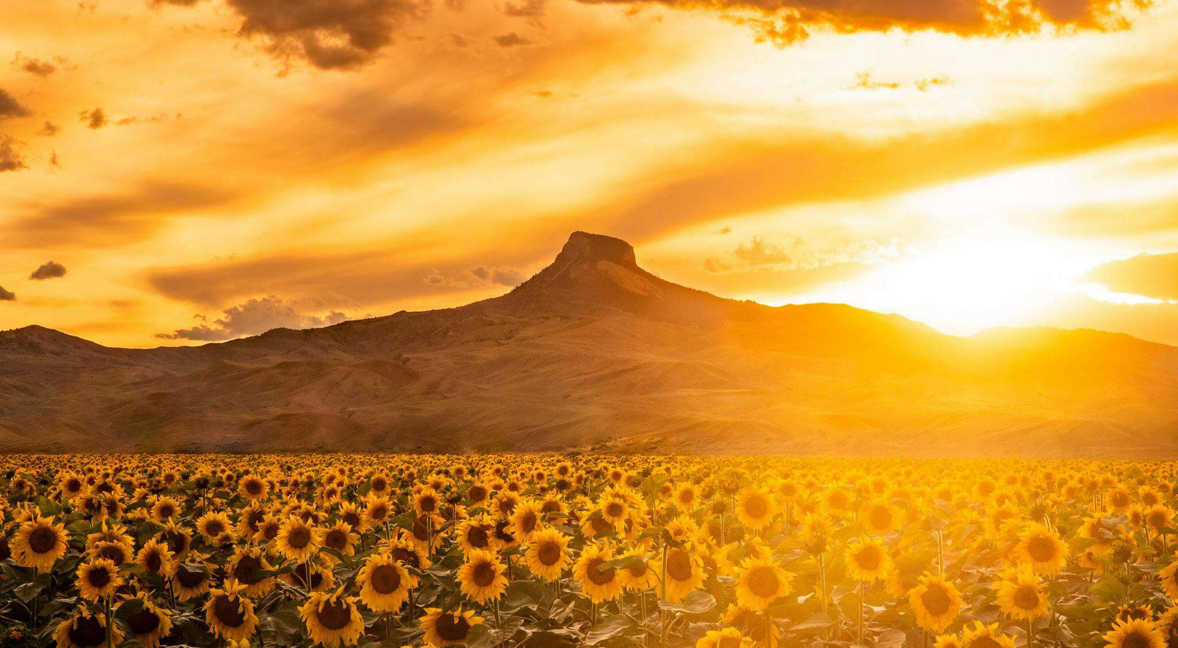 Sunflower field in front of a sunlit mountain.