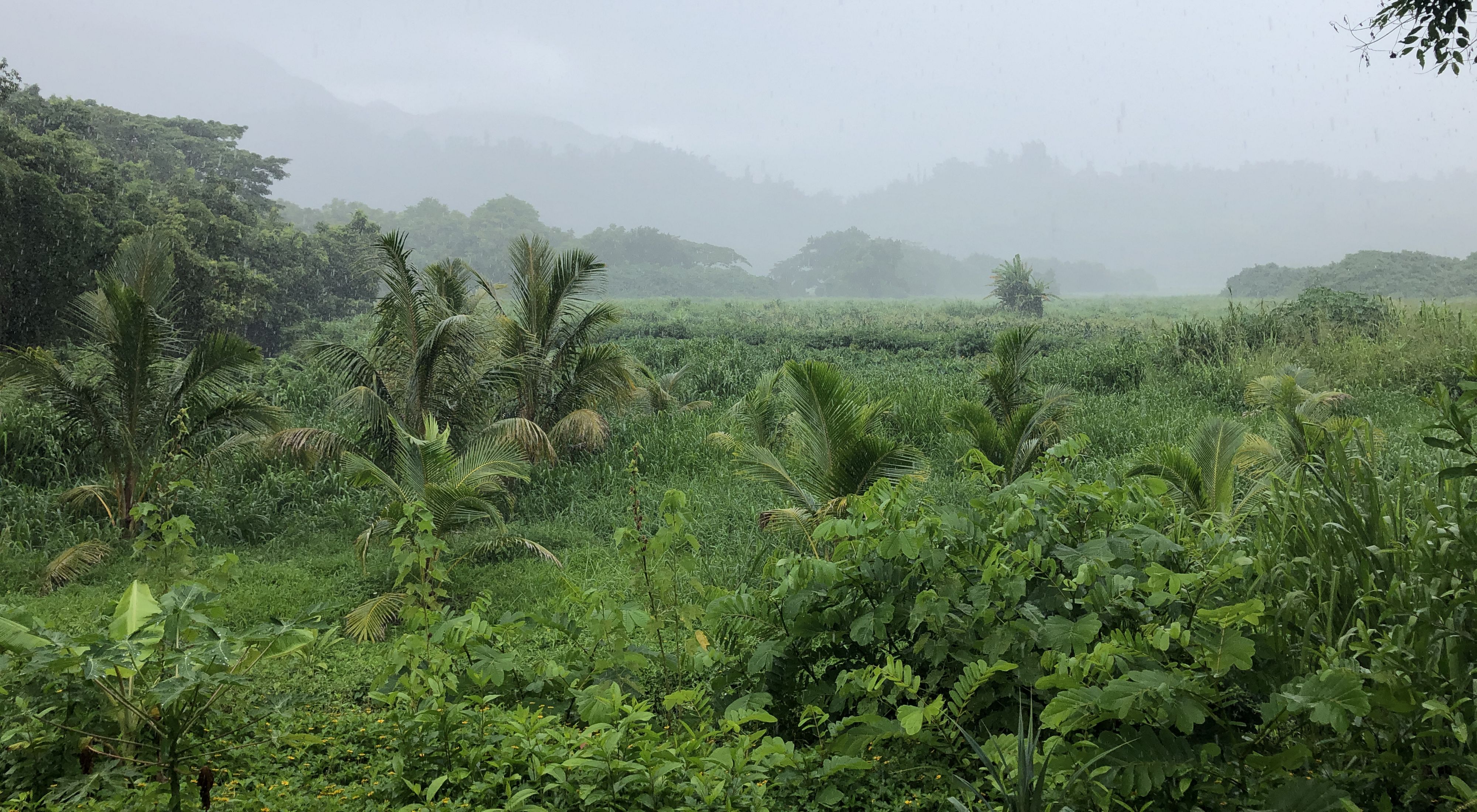 Landscape view of a lush, green field in O'ahu with ferns and palms and trees in the distance and a mist rising over the land.