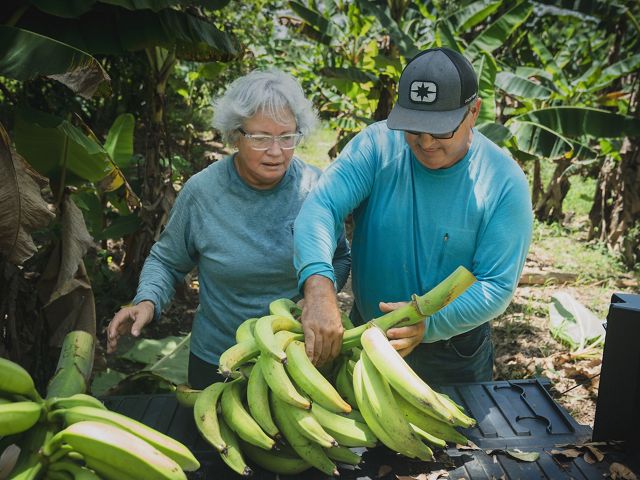 Two people harvest plantains.