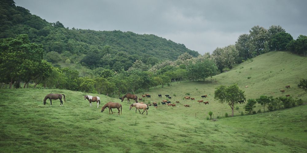 Horses in a green field.