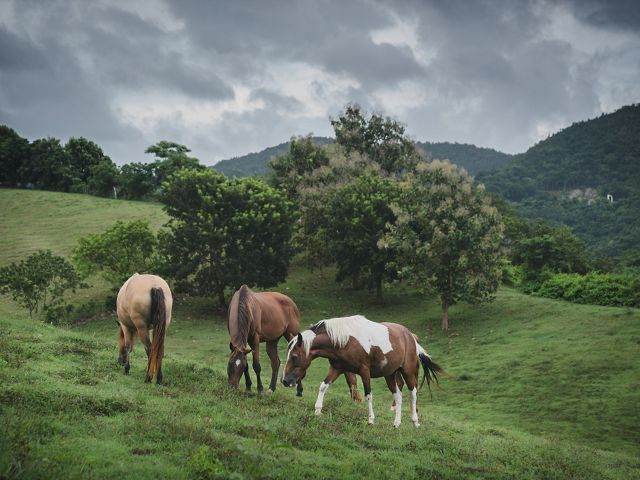 Horses in lush mountain field.