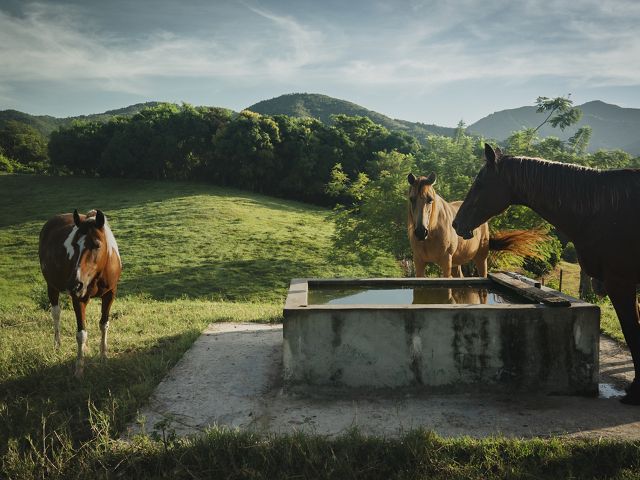 Horses at water tank in mountainous green field.